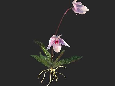 Pink Flowers With White Spots And Green Veined Leaves Showing Visible Roots 3d model