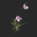 Pink Flowers With White Spots And Green Veined Leaves Showing Visible Roots