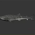 Whale Shark Featuring Spotted Skin And Streamlined Body In Marine Habitat