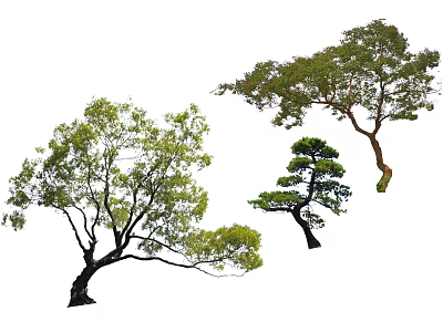 Diverse Arbor Varieties With Lush Green Foliage And Unique Canopy Shapes 3d model
