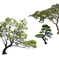 Diverse Arbor Varieties With Lush Green Foliage And Unique Canopy Shapes