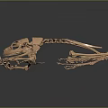 Detailed Golden Frog Skeleton Anatomical Model Featuring Organs And Hair Structures