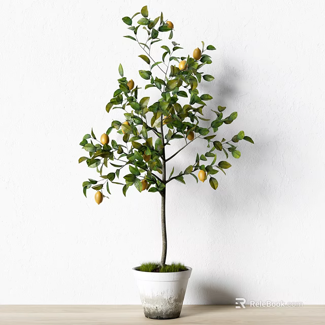 Fresh Bonsai Lemon Tree Potted Plant with Yellow Fruits and Green Leaves in White Pot 3d model 