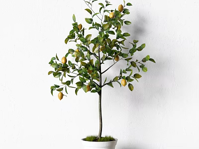 Fresh Bonsai Lemon Tree Potted Plant with Yellow Fruits and Green Leaves in White Pot 3d model