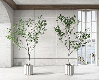 Modern Potted Plant 3d model