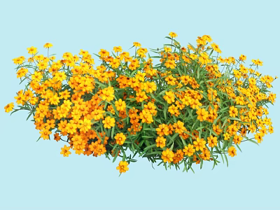 Dense Yellow Flowers with Fresh Green Leaves Against Light Blue Background 3d model