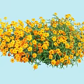 Dense Yellow Flowers with Fresh Green Leaves Against Light Blue Background
