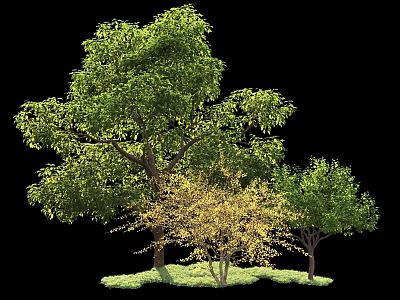 Tall Arbor Trees With Green And Yellow Foliage On Lush Grass Ground 3d model
