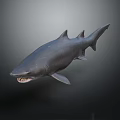 Realistic Shark With Open Mouth Sharp Teeth Gray Body On Dark Background