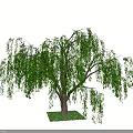 Willow Tree With Green Hanging Branches And Brown Trunk On Grass Patch 3d model