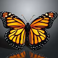 Monarch Butterfly With Spread Orange And Black Wings And White Spots On Dark Background