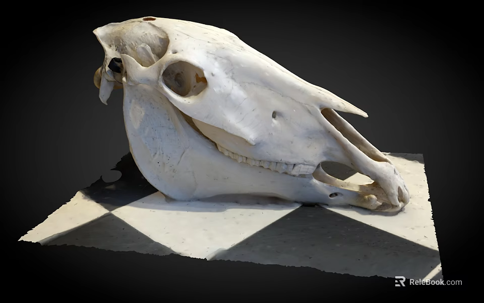 White Animal Skull Organ Specimen With Hair Elements on Checkered Base 3d model 