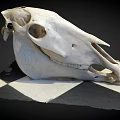 White Animal Skull Organ Specimen With Hair Elements on Checkered Base