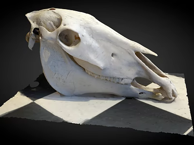 White Animal Skull Organ Specimen With Hair Elements on Checkered Base 3d model