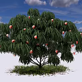 Lush Tree With Green Leaves Red Fruits Grass And White Clouds Under Blue Sky