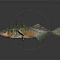 Fish With Brown And Silver Patterns Spikes On Back On Black Background And Reflection