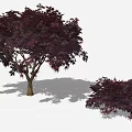 Crimson Leaf Maple Tree With Brown Trunk And Smaller Companion Plant
