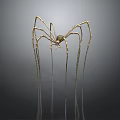 Golden Spider Sculpture Featuring Long Slender Legs On Black Background With Reflection