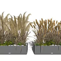 Bonsai Potted Plants With Brown Grass Like Plants In Gray Rectangular Planters Against White Background 3d model