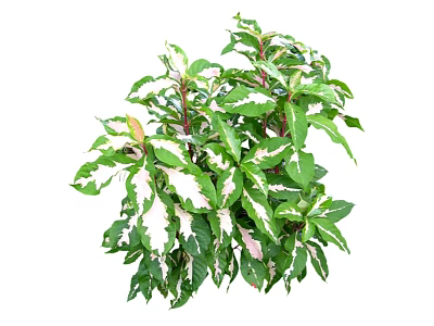 Modern Shrub Shrub Grass 3d model