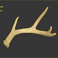 Single Natural Deer Antler With Smooth Texture Against Dark Background And Reflection 3d model