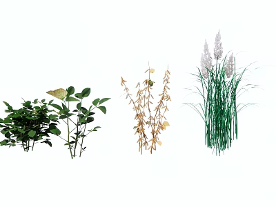 Garden Landscape Design With Various Green Plants And Ornamental Grasses 3d model