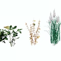 Garden Landscape Design With Various Green Plants And Ornamental Grasses