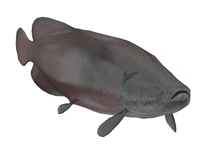 Giant Aquatic Fish with Dark Body and Red Patterns in Natural Habitat 3d model Giant Aquatic Fish with Dark Body and Red Patterns in Natural Habitat 3d model