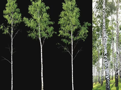 Birch Tree Decorative Ornament Set Natural Style Home Decoration With Green Leaves And White Trunks 3d model