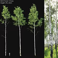 Birch Tree Decorative Ornament Set Natural Style Home Decoration With Green Leaves And White Trunks