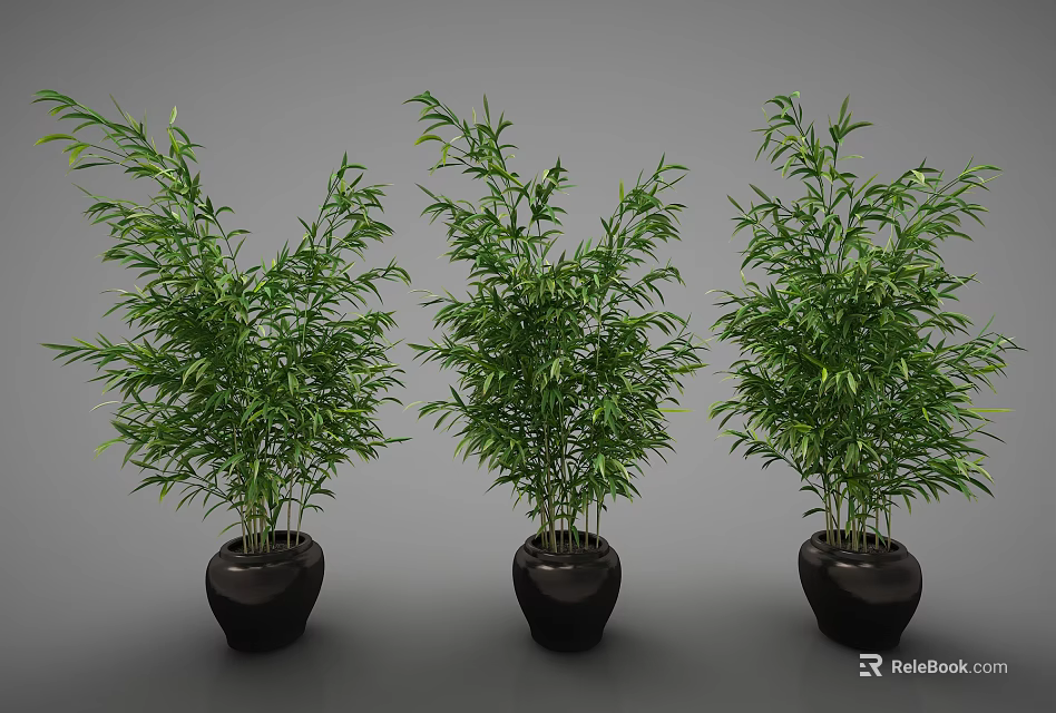 Three Bamboo Bonsai Potted Plants With Lush Green Leaves In Black Pots 3d model 