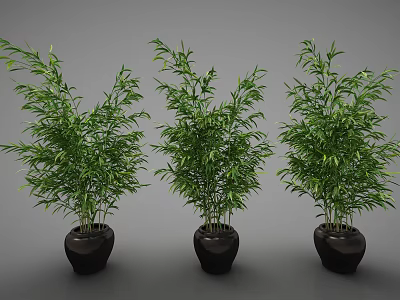 Three Bamboo Bonsai Potted Plants With Lush Green Leaves In Black Pots 3d model