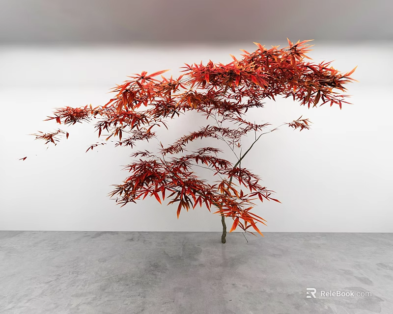Red Maple Tree With Vibrant Red Leaves Spreading Against White Wall And Gray Floor 3d model 