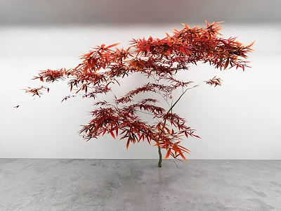 Red Maple Tree With Vibrant Red Leaves Spreading Against White Wall And Gray Floor 3d model