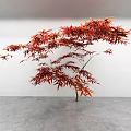 Red Maple Tree With Vibrant Red Leaves Spreading Against White Wall And Gray Floor