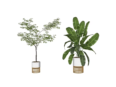 Stylish Bonsai Potted Plants With Slender Tree And Broad Leaf In White Bamboo Woven Pots 3d model