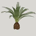 Tropical Cycas Arbor With Large Green Fronds And Brown Trunk Base