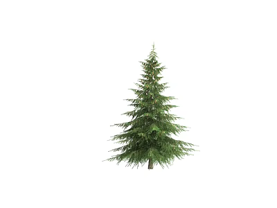 Lush Evergreen Pine Tree With Dense Green Foliage And Natural Shape 3d model