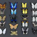 Various Colored Patterned Butterflies and Yellow Dragonfly in Displayed Collection