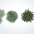Arbor Trees with Diverse Foliage Shapes and Natural Growth in Landscape Design