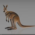 Detailed Brown Kangaroo Standing on Dark Surface with Reflection and Clear Fur Details