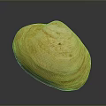 Yellow Shiny Seashell As Decorative Household Item With Natural Textured Surface Patterns 3d model
