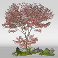 Charming Garden Miniature Scene With Red Maple Tree Rocks Green Foliage And Mushrooms