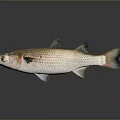 Fresh Silver And Brown Fish Isolated On Gray Background With Reflection