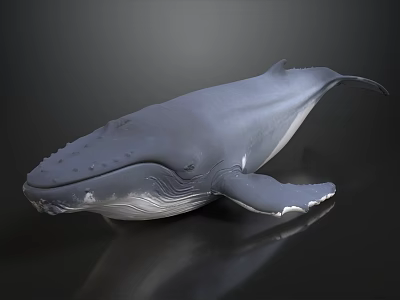 Detailed Gray Whale Model on Black Background with Shiny Realistic Surface 3d model