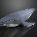 Detailed Gray Whale Model on Black Background with Shiny Realistic Surface