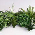 Various Types of Lush Green Plants Including Ferns Monstera and Tropical Foliage