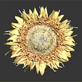 A Beautiful Sunflower With Yellow Petals Dark Center And Green Leaves Against Dark Background