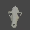 Highly Detailed Animal Skull Model Display In Scientific Research Setting