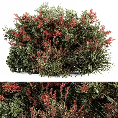 Various Lush Shrubs With Red Flowers And Green Foliage In Garden 3d model Various Lush Shrubs With Red Flowers And Green Foliage In Garden 3d model